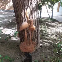 مرغ دریایی