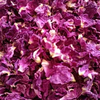 گل محمدی