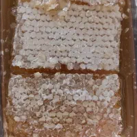 عسل. عسل وحشی و درمانی هم موجود هست
