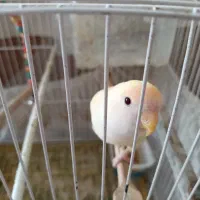 کوتوله آماده جفت