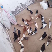 کفتر. سری 1تومن