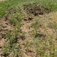 گیاه داروی شیرین بیان.میکوک