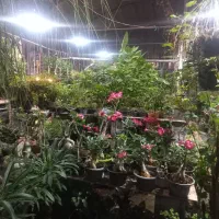 کافه گل .ورنامخواست جنب پمب بنزین ولی عصر