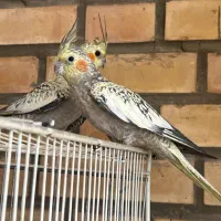 جوجه عروس هلندی