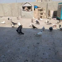 کفتر پرشی