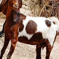بز مری ابست دوقلوزا
