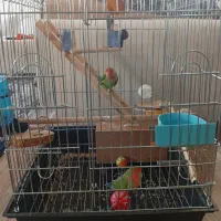 کوتوله برزیلی نر و ماده