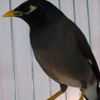 مرغ مینا فوق سخنگو