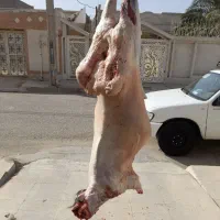 قصاب قصابی ذبح سلاخی سیار
