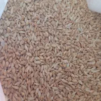 پرنده فروشی تصدیقی