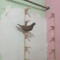 کفتر بوم