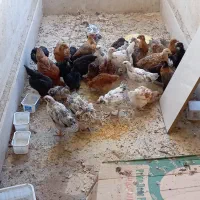 جوجه مرغ و خروس دو رگه گلپایگان