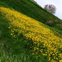 اجاره-زمین-کشاورزی-با-آب-واستخر