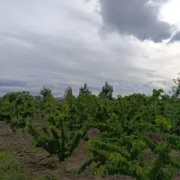 فروش-زمین-کشاورزی-وباغی