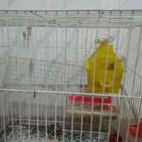 دوعدد فنچ
