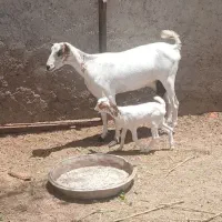 بزوکهره صلاله گیسه آبستن