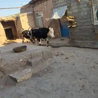 گوساله|حیوانات مزرعه|سراجو, |دیوار