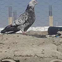 کبوتر