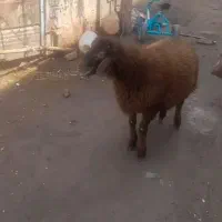 بره همو وهترو