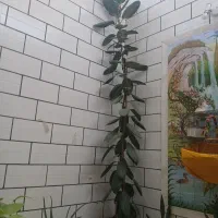 گل ۴ متری