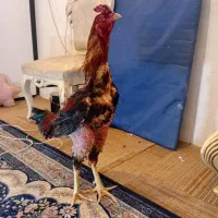 خروس لاری همه چیز تمام