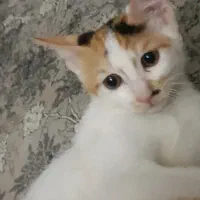 واگذاری دو تا گربه dsh