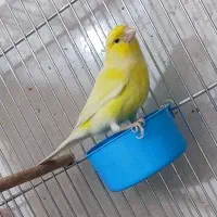 قناری دو عدد نر دو عدد ماده