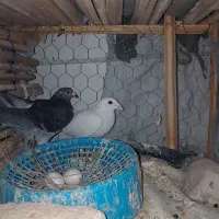 کفتر|پرنده|سراوان, |دیوار