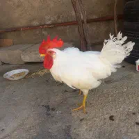 خروس