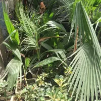 فروش  انواع گل