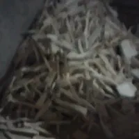 نیروی خانوم ساده نیازمندیم
