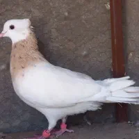 کفتر طوقی هفترنگ