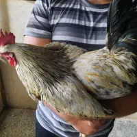 فروش خوروس