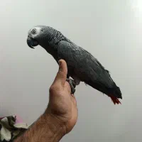 کاسکو سالم سخنگو