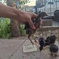 جوجه لاری