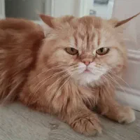 واگذاری گربه پرشین دال‌فیس (Traditional Persian)