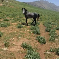 اسب|اسب و تجهیزات اسب‌سواری|دورود, |دیوار