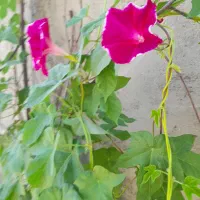 نیلوفردورنگ هلندی