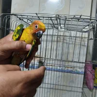 طوطی خورشیدی 4ماهه