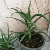 گل شاخ بزی
