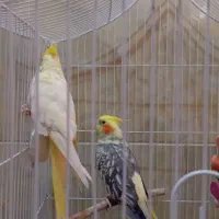 سه عدد عروس هلندی اصل