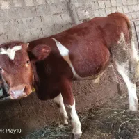 گوساله.سمینتال.اصل