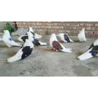 کبوتر  پشتدار