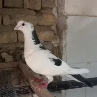 تعدادی پرنده