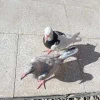 دو تا کفتر
