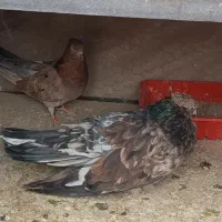 کبوتر سرور سبز و دمسفید