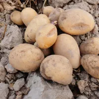 فروش سیب زمینی درجه یک