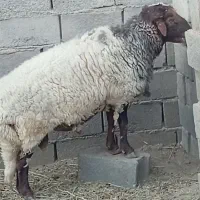گوسفند