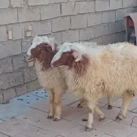 دونرگوسفندفحل