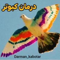 سلام ب عشق بازان زاغ دم کنده تار کردم